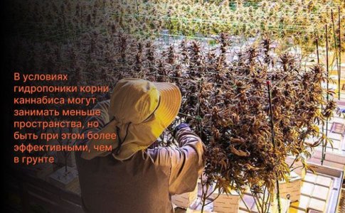 Корни конопли в гидропонике