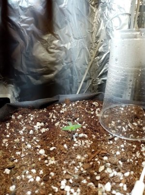 IMG_20210301_190921.jpg IMG_20210301_190921.jpg