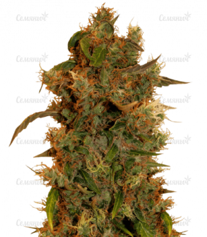 8 ball kush.png 8 ball kush.png