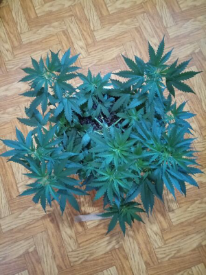 1657436583406.png 1657436583406.png