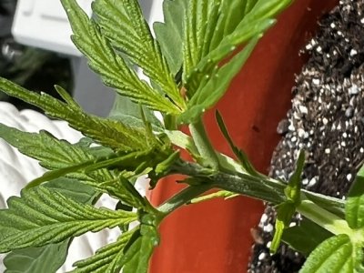 58EF2974-8587-4A50-A39D-6C2510864529.jpeg 58EF2974-8587-4A50-A39D-6C2510864529.jpeg