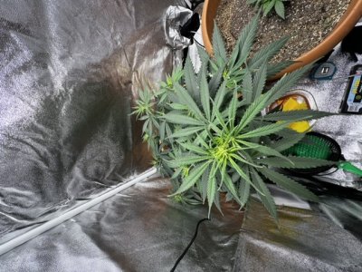 811E30B5-1F9E-4981-B0CA-C055B5431BA5.jpeg 811E30B5-1F9E-4981-B0CA-C055B5431BA5.jpeg