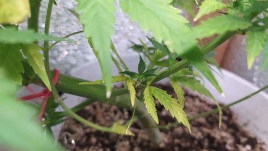 IMG_20220710_212401.jpg IMG_20220710_212401.jpg