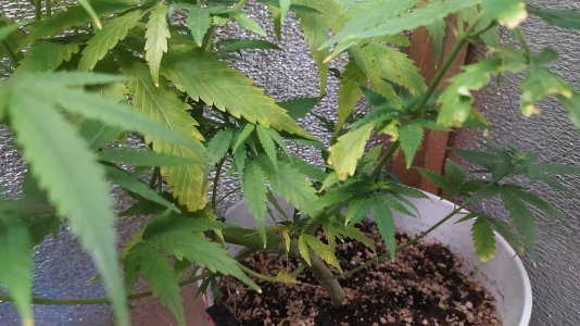 IMG_20220710_212345.jpg IMG_20220710_212345.jpg