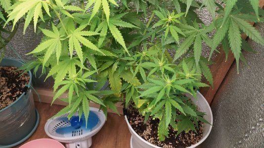 IMG_20220710_212334.jpg IMG_20220710_212334.jpg