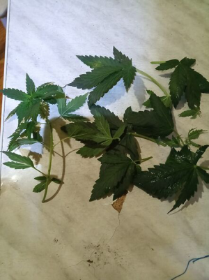 1657526783644.png 1657526783644.png