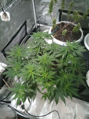 1657526878930.png 1657526878930.png