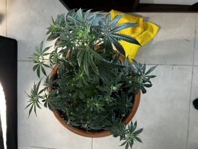 A567198A-DEE5-41AD-954C-7641C75D5F5A.jpeg A567198A-DEE5-41AD-954C-7641C75D5F5A.jpeg