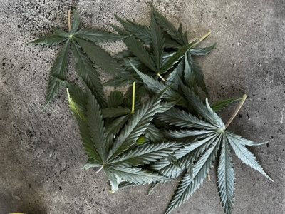 22F13CBA-4994-48BE-A8FF-B71576C518CC.jpeg 22F13CBA-4994-48BE-A8FF-B71576C518CC.jpeg