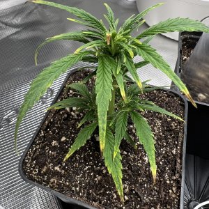 9B3676E6-B6AC-4D26-8FA7-C24E37226002.jpeg 9B3676E6-B6AC-4D26-8FA7-C24E37226002.jpeg