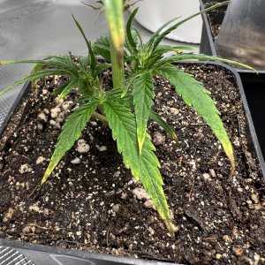 0D8073C0-EE62-4D23-B6A8-79EFD7C91D92.jpeg 0D8073C0-EE62-4D23-B6A8-79EFD7C91D92.jpeg