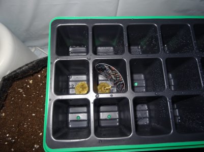 DSC00288.jpg DSC00288.jpg