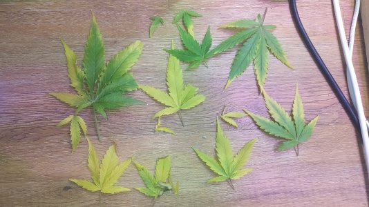 IMG_20220711_231305.jpg IMG_20220711_231305.jpg