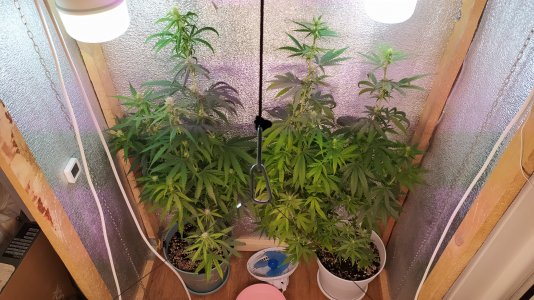 IMG_20220712_020411.jpg IMG_20220712_020411.jpg