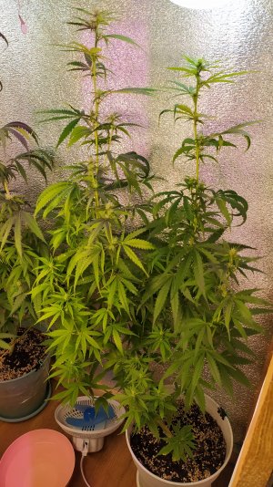 IMG_20220712_020426.jpg IMG_20220712_020426.jpg