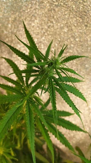 IMG_20220712_020529.jpg IMG_20220712_020529.jpg