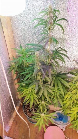 IMG_20220712_020630.jpg IMG_20220712_020630.jpg