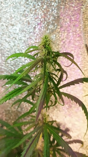 IMG_20220712_020640.jpg IMG_20220712_020640.jpg