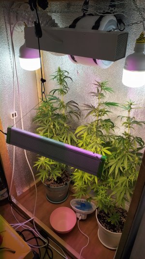 IMG_20220712_021323.jpg IMG_20220712_021323.jpg