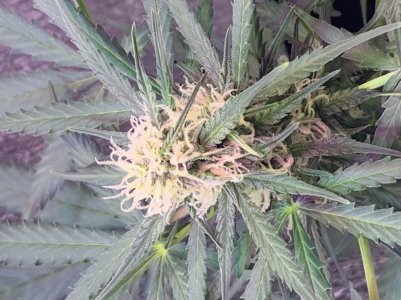 175C79B6-5D56-485B-B3B9-EEC86A224577.jpeg 175C79B6-5D56-485B-B3B9-EEC86A224577.jpeg