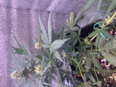 B23FB4AE-1AD9-4CA1-B736-B09D86917052.jpeg B23FB4AE-1AD9-4CA1-B736-B09D86917052.jpeg