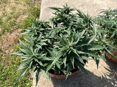 1A428060-7DFA-4EAF-A2DE-38F7B74679B2.jpeg 1A428060-7DFA-4EAF-A2DE-38F7B74679B2.jpeg