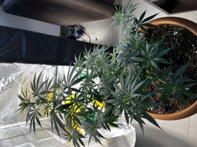 806F86B5-E7A4-4779-9AA0-E6532CEAA40C.jpeg 806F86B5-E7A4-4779-9AA0-E6532CEAA40C.jpeg