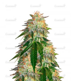 sort-Runtz-Punch.jpg sort-Runtz-Punch.jpg