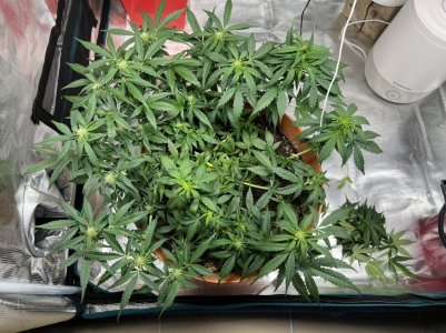 C54EAE81-69EB-49BA-A910-7B15661A700A.jpeg C54EAE81-69EB-49BA-A910-7B15661A700A.jpeg