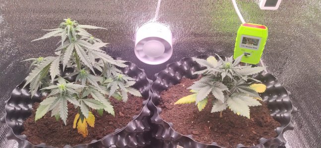 9aed9035-1e2a-4943-9021-4209864da958.jpg 9aed9035-1e2a-4943-9021-4209864da958.jpg