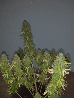 IMG_20220714_110024_897.jpg IMG_20220714_110024_897.jpg