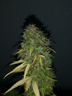 IMG_20220714_110027_209.jpg IMG_20220714_110027_209.jpg