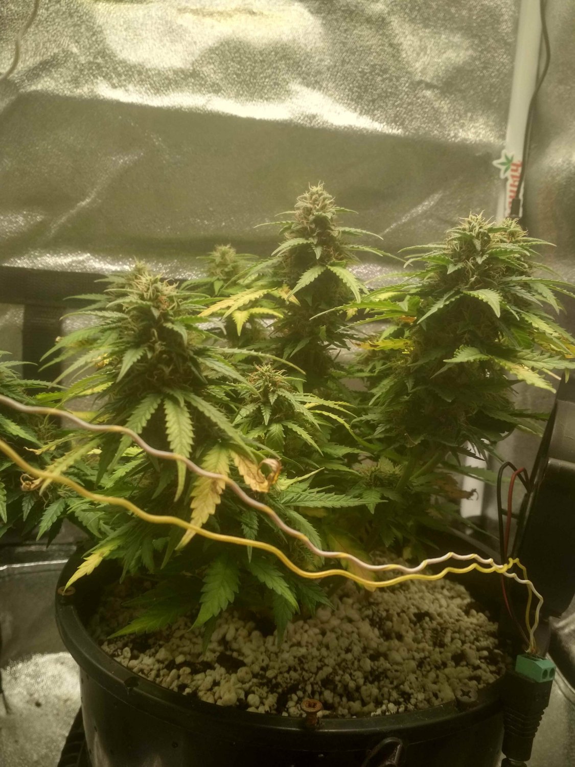 IMG_20220714_184114_HDR.jpg IMG_20220714_184114_HDR.jpg