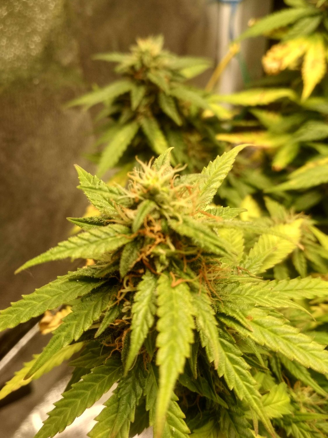 IMG_20220714_184251_HDR.jpg IMG_20220714_184251_HDR.jpg