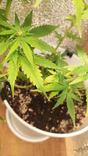 IMG_20220715_011612_1.jpg IMG_20220715_011612_1.jpg