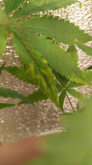 IMG_20220715_011512_1.jpg IMG_20220715_011512_1.jpg