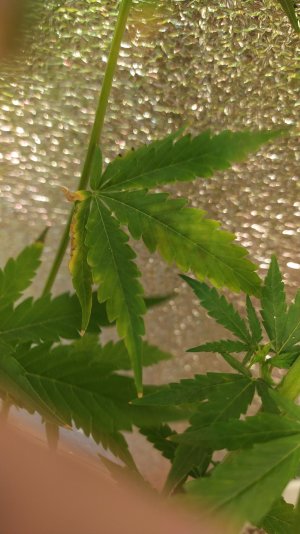 IMG_20220715_011446_1.jpg IMG_20220715_011446_1.jpg