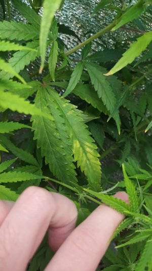 IMG_20220715_011120.jpg IMG_20220715_011120.jpg