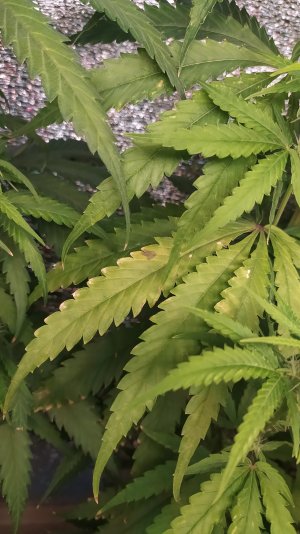 IMG_20220715_011111.jpg IMG_20220715_011111.jpg