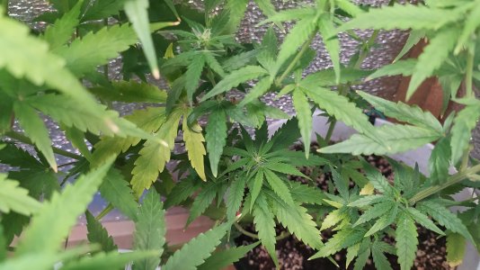 IMG_20220715_011106.jpg IMG_20220715_011106.jpg