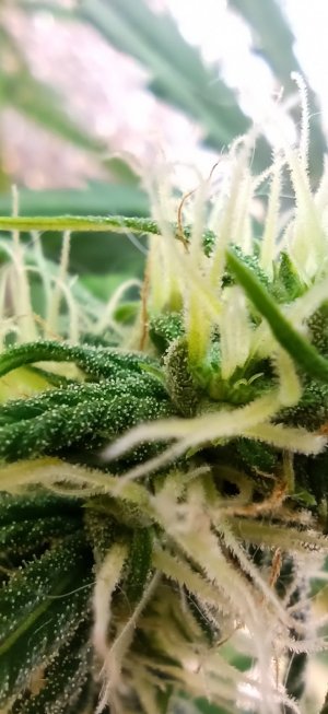 IMG_20220715_093914_876.jpg IMG_20220715_093914_876.jpg