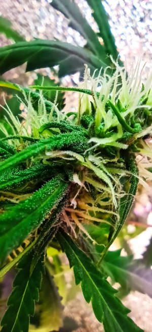 IMG_20220715_093908_648.jpg IMG_20220715_093908_648.jpg