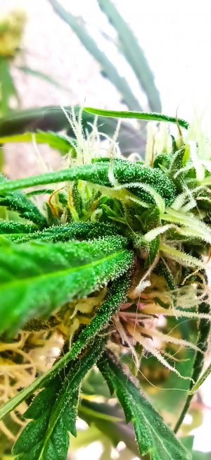 IMG_20220715_093904_927.jpg IMG_20220715_093904_927.jpg