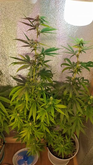 IMG_20220714_221836.jpg IMG_20220714_221836.jpg