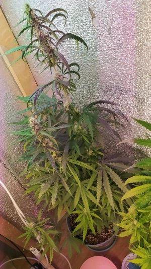 IMG_20220714_221811.jpg IMG_20220714_221811.jpg