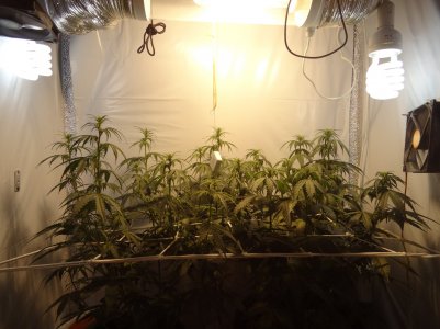 DSC00339.jpg DSC00339.jpg