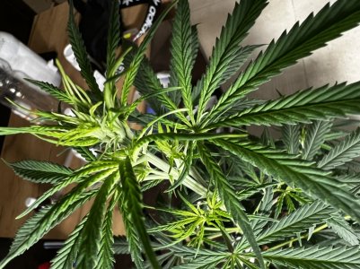 8C4B7081-D0F4-434F-9DC8-094B0EC3C5CC.jpeg 8C4B7081-D0F4-434F-9DC8-094B0EC3C5CC.jpeg