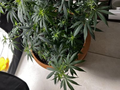 3699899F-2893-4157-A5DE-87700010E808.jpeg 3699899F-2893-4157-A5DE-87700010E808.jpeg