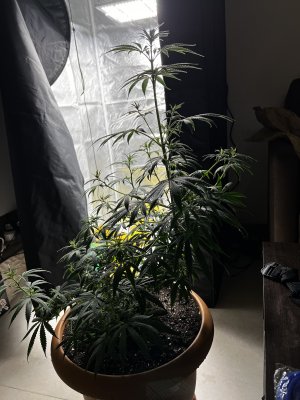 3B979453-51AD-46B0-9BDC-0AD782B2B66A.jpeg 3B979453-51AD-46B0-9BDC-0AD782B2B66A.jpeg