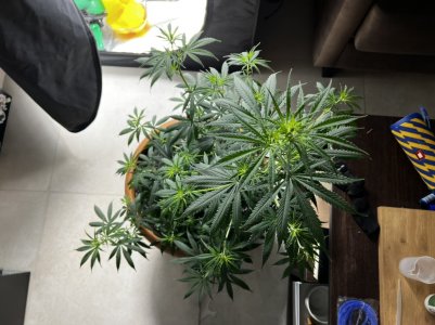 50EF6F7A-531A-48DB-A372-382412E044DB.jpeg 50EF6F7A-531A-48DB-A372-382412E044DB.jpeg